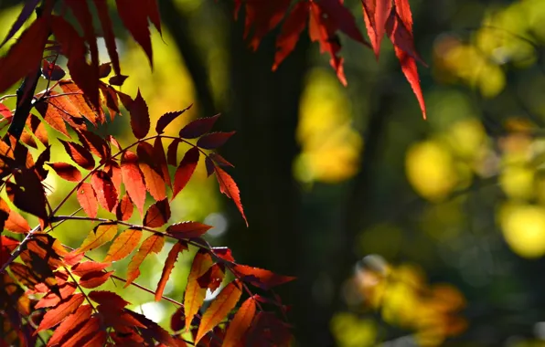 Листья, макро, фон, дерево, widescreen, обои, размытие, красные
