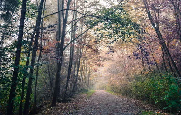 Картинка Дорога, Осень, Лес, Fall, Листва, Autumn, Road, Leaves