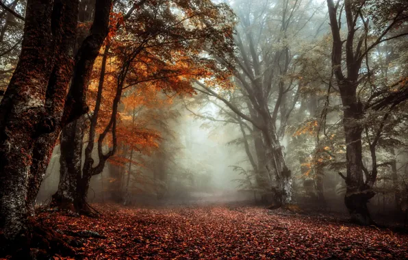 Картинка осень, природа, туман