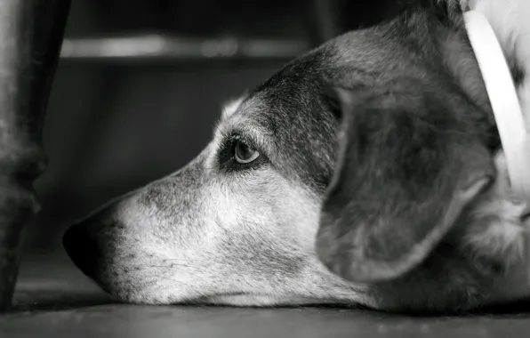 Картинка взгляд, собака, ч/б, dog, боке, bokeh, пёсик, 2560x1600