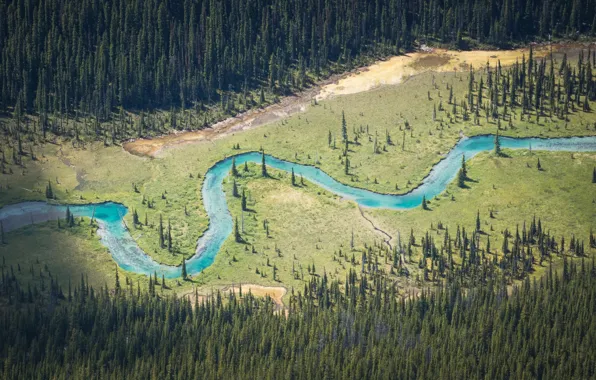 Картинка river, trees, stream