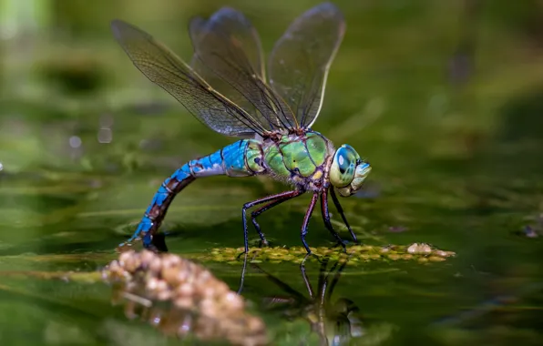 Картинка вода, макро, пруд, отражение, яркие, стрекоза, насекомое, красивая