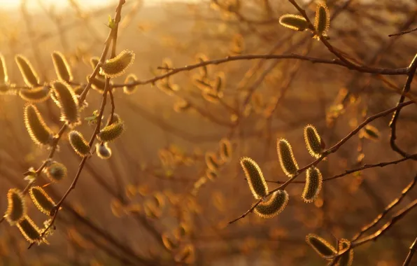 Sunset, tree, amazing, twig