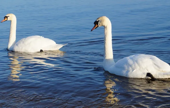 White, bird, water, two, swad