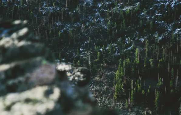 Forest, trees, nature, wood, snow, bokeh, stones, freeze
