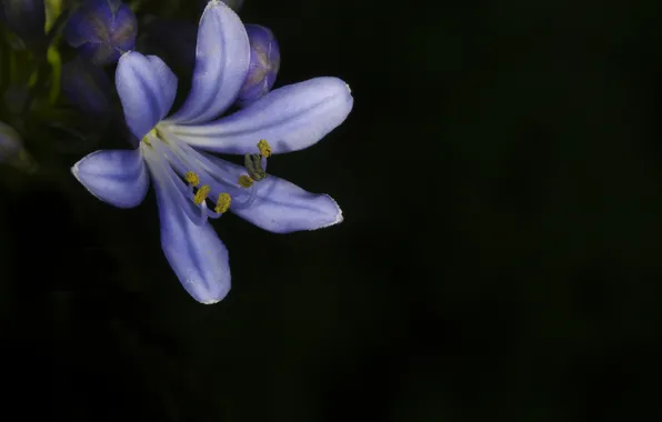 Цветы, природа, растение, лепестки