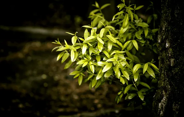 Green, nature, tree, leafs