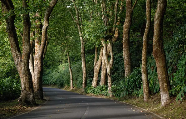 Дорога, зелень, лес, деревья, Португалия, Azores