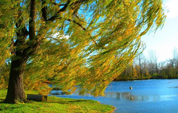 Картинка осень, природа, озеро, дерево, берег, ива