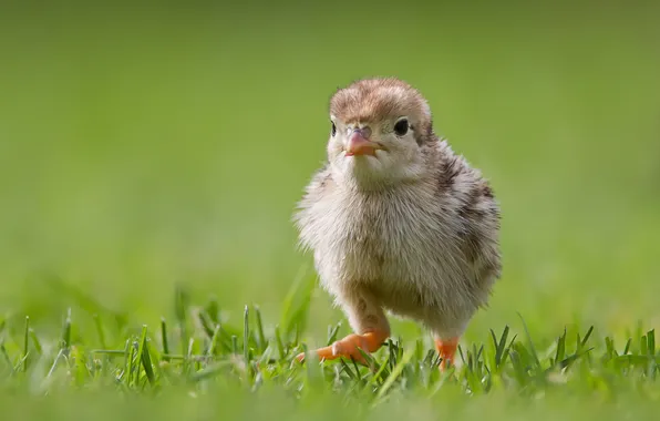 Картинка трава, прогулка, птенец, цыплёнок