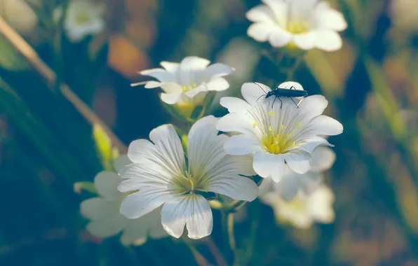 White, flowering, hornwort