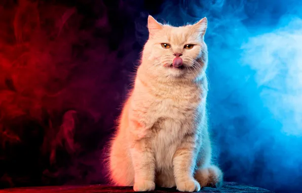 Язык, кошка, кот, взгляд, свет, синий, красный, поза