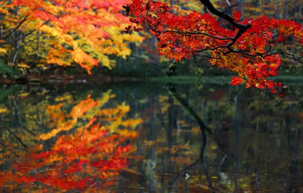 Картинка осень, лес, листья, озеро, пруд, ветка