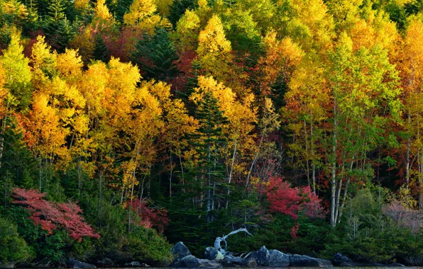 Картинка осень, лес, деревья, озеро, камни, склон