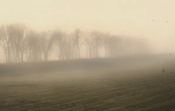 Картинка поле, природа, туман