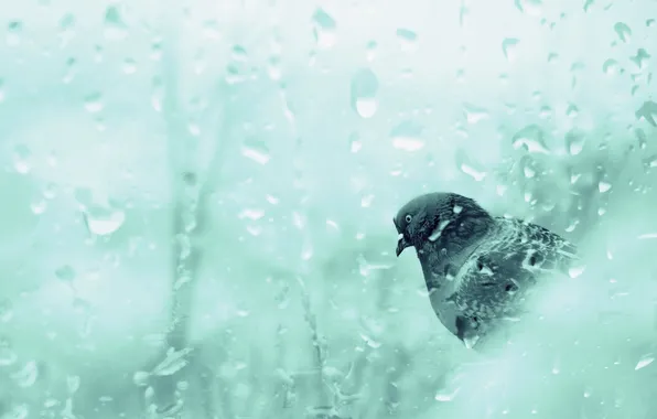 Стекло, капли, дождь, птица, голубь