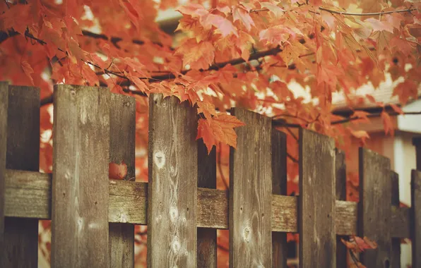 Осень, листья, забор