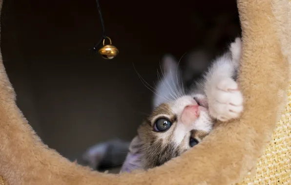 Кошка, кот, котенок, игрушка