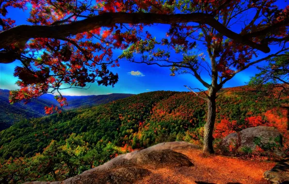 Картинка осень, лес, деревья, холмы, синее небо