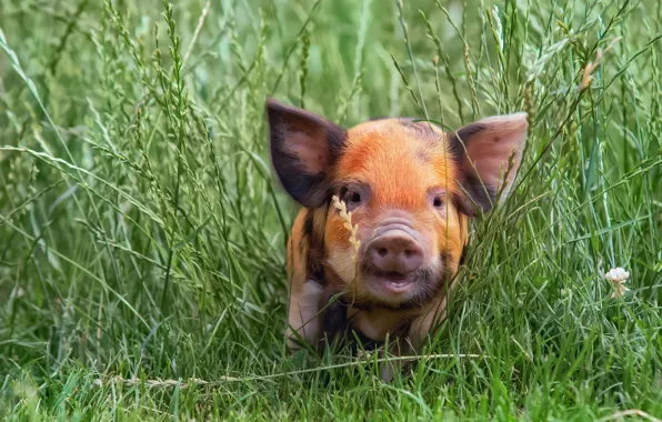 Картинка трава, свинья, свинка, поросенок, свин, свинюшка, свиненок, кабаноси