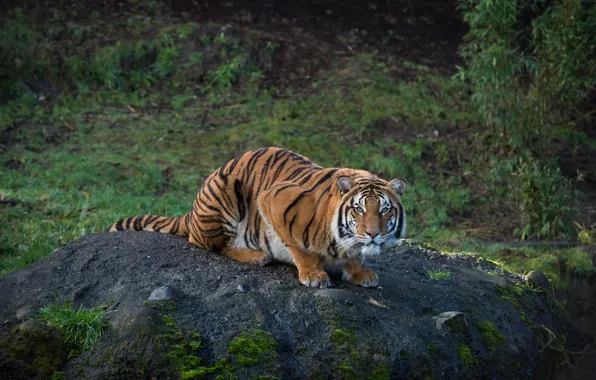 Картинка тигр, хищник, полосатый