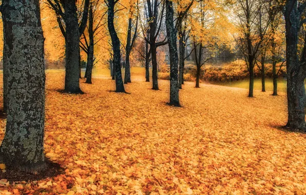 Картинка trees, Autumn, Leaves