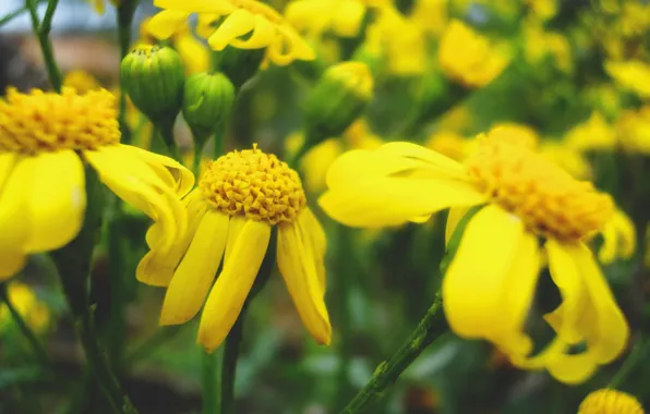 Grass, Flower, Green, Yellow, Macro