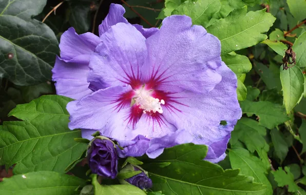 Картинка Макро, Гибискус, Macro, Hibiscus