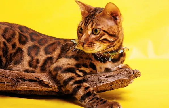 Кошка, кот, взгляд, поза, мордашка