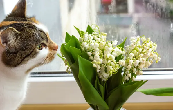 Кошка, кот, взгляд, капли, цветы, поза, букет, весна