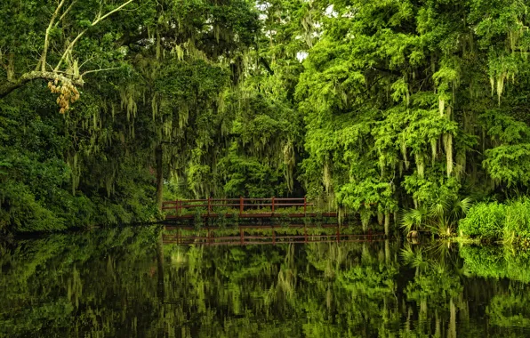 Вода, деревья, мост, отражение, Южная Каролина, Charleston, South Carolina, Magnolia Gardens