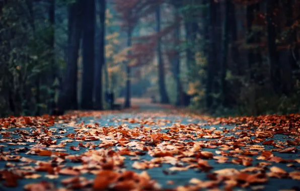 Картинка осень, асфальт, листья, парк, листва, фокус, утро, боке