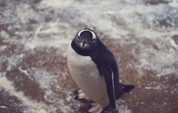 Животное, пингвин, смотрит