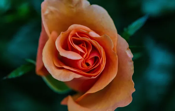 Роза, бутон, rose, жёлтая, yellow, боке, bokeh