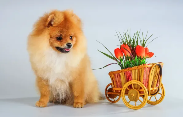 Цветы, щенок, шпиц