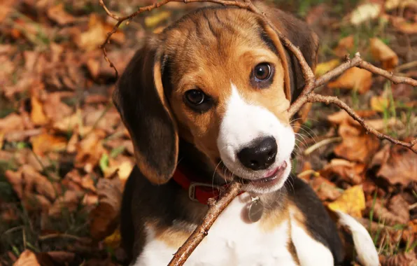 Картинка собака, щенок, малыш, природа, палка, морда, пес, листья