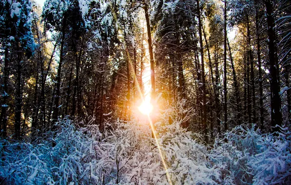 Картинка зима, лес, снег, деревья, закат