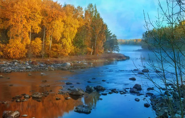 Картинка осень, лес, небо, деревья, туман, река