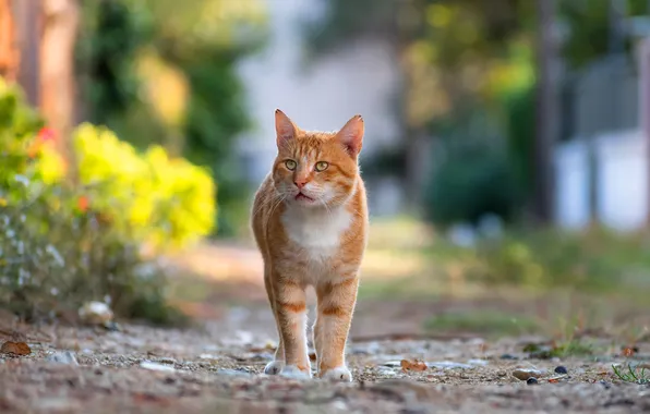 Кошка, лето, кот, взгляд, поза, рыжий, прогулка, мордашка