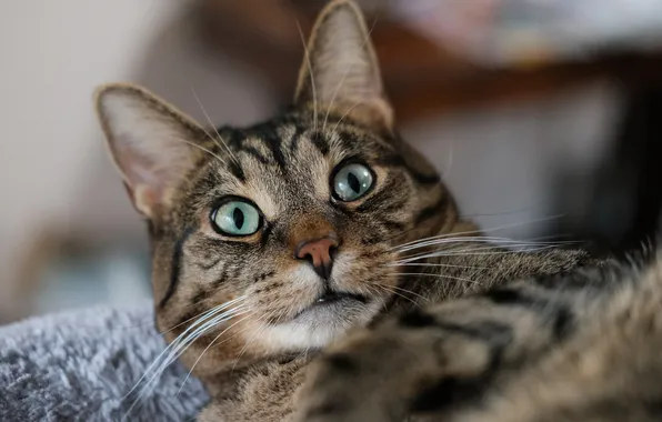 Кошка, кот, взгляд, поза, серый, портрет, лежит, мордашка