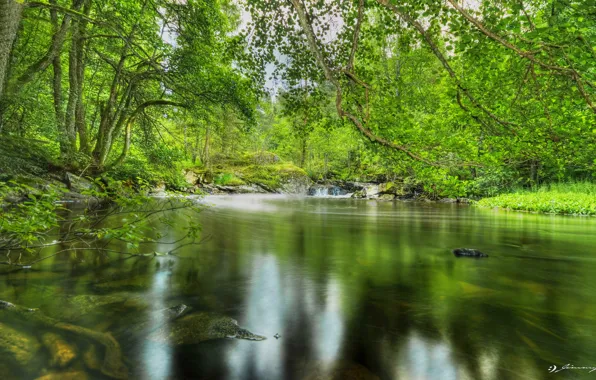 Лес, деревья, пруд, листва