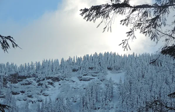 Картинка зима, лес, снег, природа, мороз, forest, Nature, sky