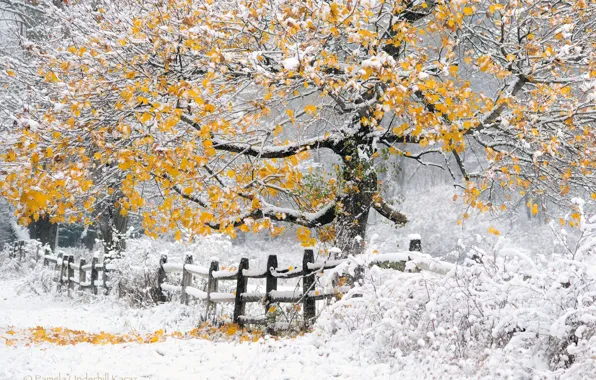 Картинка зима, осень, снег, дерево, забор, Природа, жёлтая листва