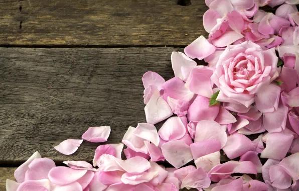Картинка розы, лепестки, розовые, wood, pink, flowers, petals, roses
