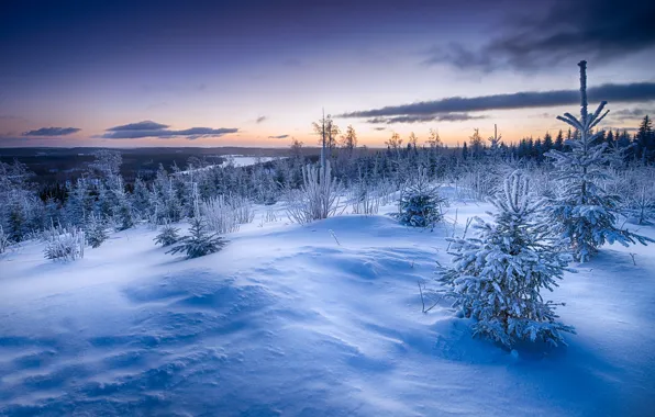 Картинка зима, снег, закат, ёлки