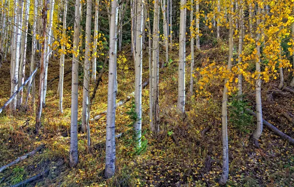 Картинка осень, лес, листья, деревья, склон, березы, роща, осины
