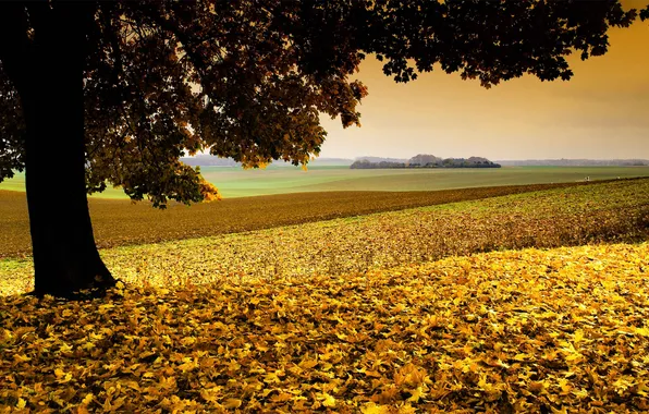 Поле, осень, природа, дерево, листва
