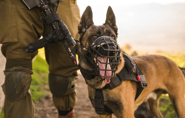 Взгляд, друг, собака, На страже