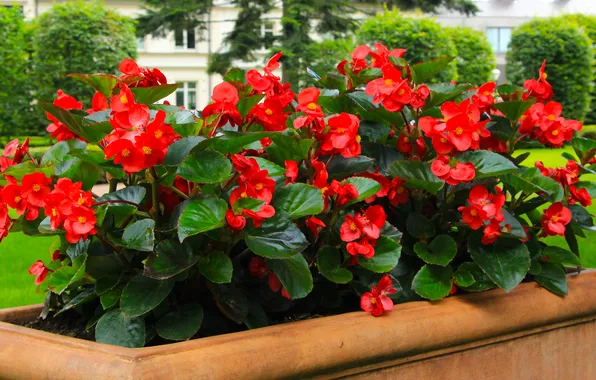 Flower, leafs, blooming