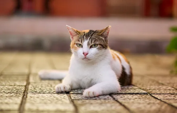 Кошка, кот, взгляд, морда, поза, плитка, лежит, боке